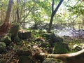 Rugged tropical jungle trail down to WaipiÃ¢â¬â¢o Valley on the Big Island of Hawaii